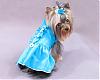 Queequeg's Great Adventure & Her Dresses from HollyDay Pet Couture-img_0599.jpg