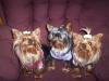 Three Little Yorkie's All In A Row!-000_4118.jpg