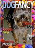 Make a Dog Fancy cover-magazinenew.jpg