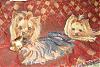 I love this Blanket!-yorkie-blankie-2.jpg