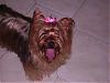 Pics of my yorkie CHLOE-img_0100.jpg