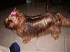 Pics of my yorkie CHLOE-img_0101.jpg