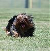 YORKIES IN MOTION (Part Deux) :-) or yorkies in the grass...-dsc_0212a.jpg