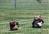 YORKIES IN MOTION (Part Deux) :-) or yorkies in the grass...-dsc_0197a.jpg