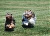 YORKIES IN MOTION (Part Deux) :-) or yorkies in the grass...-dsc_0198a.jpg