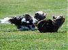 YORKIES IN MOTION (Part Deux) :-) or yorkies in the grass...-dsc_0243a.jpg