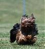 YORKIES IN MOTION (Part Deux) :-) or yorkies in the grass...-dsc_0209a.jpg