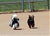 YORKIES IN MOTION (Part Deux) :-) or yorkies in the grass...-dsc_0300a.jpg