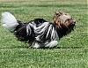 YORKIES IN MOTION (Part Deux) :-) or yorkies in the grass...-dsc_0267a.jpg