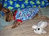 Conner in His New Go.Fetch Nightshirt-conner-6.jpg