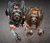 Pia, Trixie and Snoot love their new Go-Fetch clothes : )-62-569-x-483-.jpg