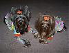 Pia, Trixie and Snoot love their new Go-Fetch clothes : )-64-604-x-463-.jpg
