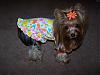 Pia, Trixie and Snoot love their new Go-Fetch clothes : )-65-644-x-483-.jpg