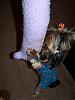 Pia, Trixie and Snoot love their new Go-Fetch clothes : )-76-483-x-644-.jpg