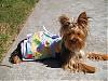 Bella's go.fetch B-day dress~she's 1!!-p1011419.jpg
