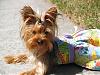 Bella's go.fetch B-day dress~she's 1!!-p1011422.jpg