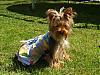 Bella's go.fetch B-day dress~she's 1!!-p1011424.jpg