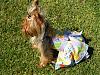 Bella's go.fetch B-day dress~she's 1!!-p1011428.jpg