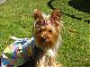 Bella's go.fetch B-day dress~she's 1!!-p1011429.jpg