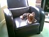 Meet Lady Daphne of Laguna Beach!-daphne-racecar-chair.jpg