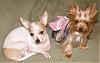 SPA Day for the Ladies!-tink-chloe-spa-day.jpg