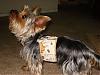 Bengi modeling his new "lil' baby attire" harness!!!-harness-004.jpg