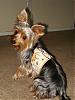 Bengi modeling his new "lil' baby attire" harness!!!-harness-003.jpg
