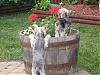 What do YOU plant in YOUR Whiskey Barrel ?????-img_1816.jpg