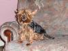 Twinkle's Yorkies-seamus-tyler-millie-bonnie-carpet-014a.jpg