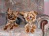 Twinkle's Yorkies-seamus-tyler-millie-bonnie-carpet-012b.jpg