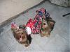 We got the Go.Fetch Patriotic Dresses!!!-img_2636.jpg