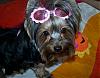 Trixie Bear's ready for the beach : )-12-617-x-483-.jpg