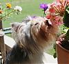 Smell the Flowers-hannah-new.jpg