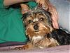 My First Yorkie-penny060_800x600.jpg