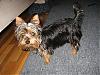 My First Yorkie-penny096_800x600.jpg