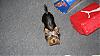 My First Yorkie-penny104_800.jpg