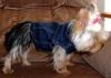 Just groomed & new clothes - LOL!-miafeb0514.jpg