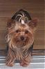 Im new to yorkietalk-000_4344-1.jpg