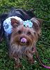 Im new to yorkietalk-000_4446.jpg