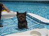 Betty and Juju Bean in the Pool-542rsz.jpg