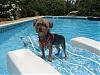 Betty and Juju Bean in the Pool-544rsz.jpg