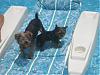 Betty and Juju Bean in the Pool-532rsz.jpg