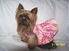 Re-Introducing Pippa and Scout!-pippa-pink-dress-001.jpg