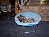 Jaxon got the Petsmart Chair!!!-petsmart-chair-3.jpg