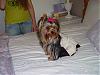 Phoebe in her Go.Fetch jumper!-cinderella-2007-performance-night-016s.jpg