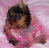 little girl 10 weeks fri and has 4 brothers too tiny-srwny4.jpg