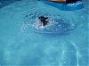 Lillian, Cosmo, and Minnie went swimming in the pool-101_16971.jpg