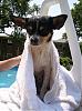 Lillian, Cosmo, and Minnie went swimming in the pool-101_1698.jpg