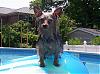 Lillian, Cosmo, and Minnie went swimming in the pool-101_1699.jpg