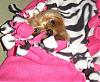 Where's Chloe?-chloe-blanket.jpg